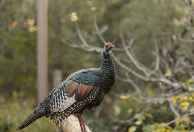 Close-up of bird