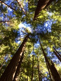 Low angle view of trees against sky