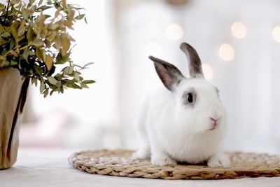 Close-up of white rabbit 