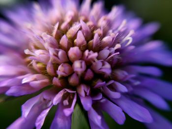 Close-up of purple flowering plant