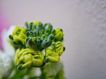 Close-up of green plant