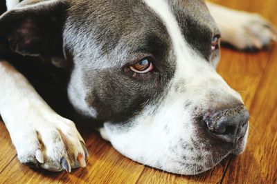 Close-up of dog lying on hardwood floor