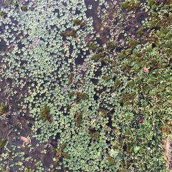 Full frame shot of lichen growing on tree