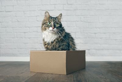 Cat sitting on wall