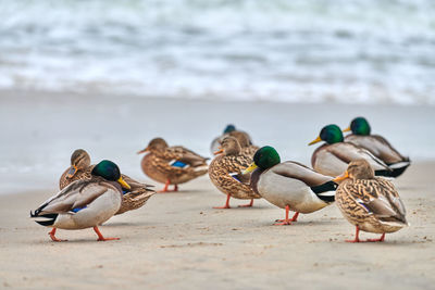 Mallard waterfowl birds on coastline near baltic sea. anas platyrhynchos, mallard duck.