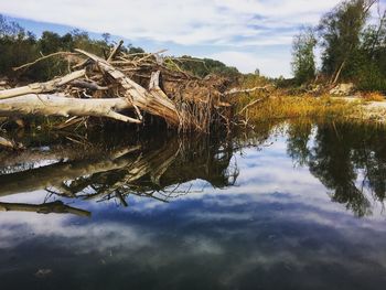 Reflection of tree in lake against sky