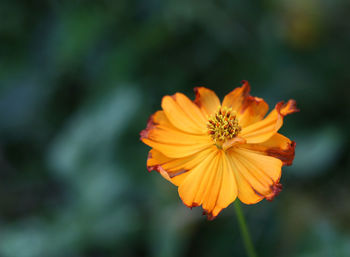 Marigold cosmos calendula officinalis in blurred background