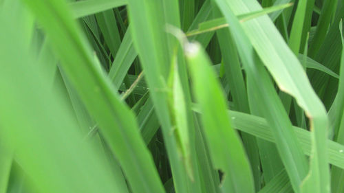 Close-up of green grass