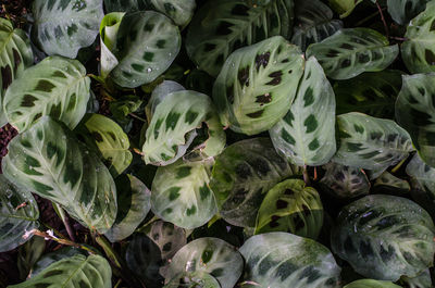 Full frame shot of vegetables at market