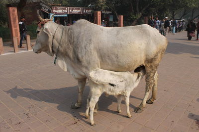 Horse standing outdoors