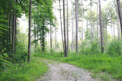 Footpath amidst trees in forest