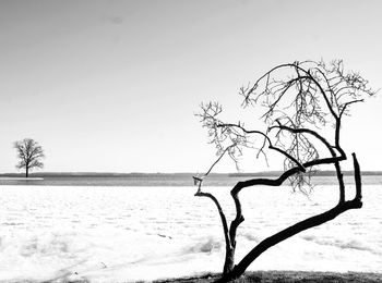 Bare tree by sea against clear sky during winter