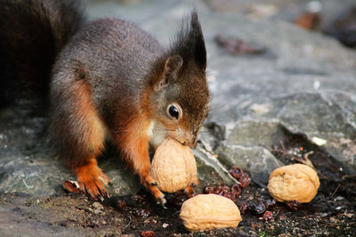 Close-up of squirrel