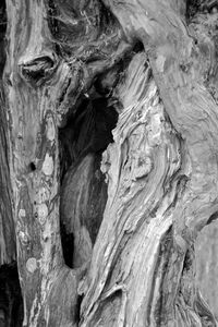 Full frame shot of tree trunk