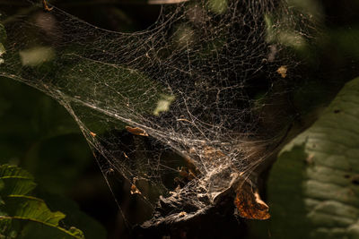 Close-up of spider web