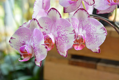 Close-up of pink orchids