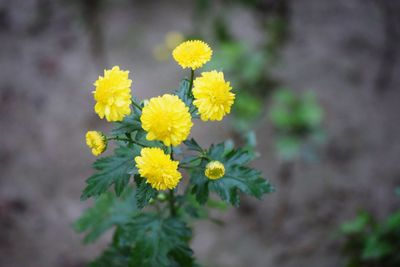 Close-up of yellow flowering plant