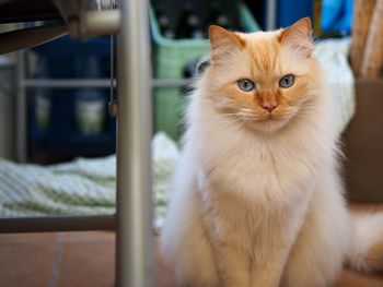 Portrait of maine coon at home