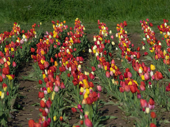 Close-up of poppy flowers growing in field