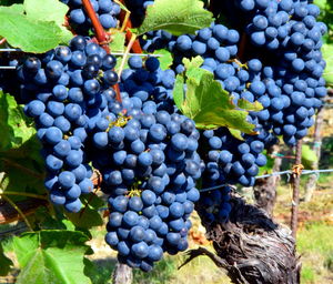 Grapes in vineyard