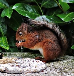 Close-up of a squirrel