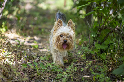 Portrait of dog on field