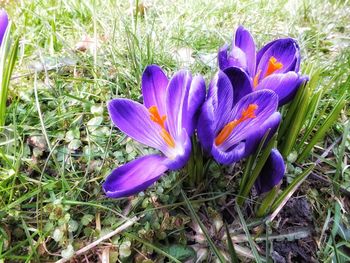 High angle view of purple crocus blooming on field