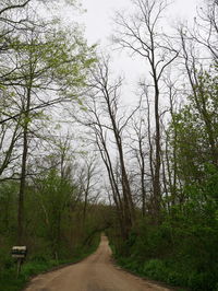 Empty country road along trees