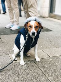 Dog sitting on street