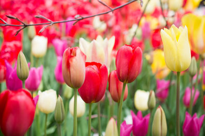 Close-up of pink flowering plants