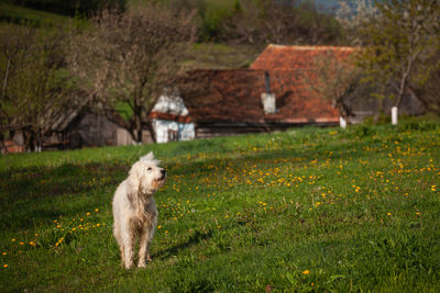 View of dog on field