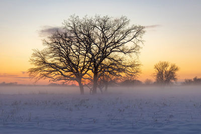 Bare tree on field against sky during sunset