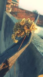 Close-up of flower against sky