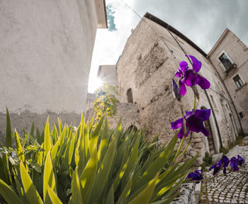 Close-up of purple flowering plants against wall