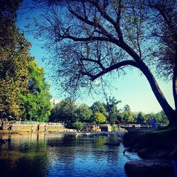 Bare trees by river