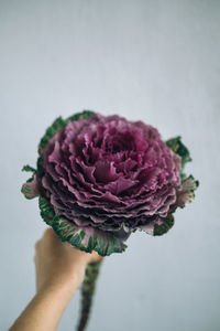 Close-up of hand holding pink rose against white background