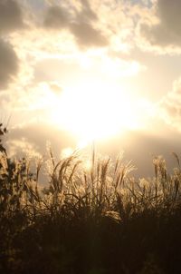 Scenic view of field against sky at sunset