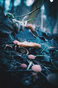 Close-up of mushroom growing on field