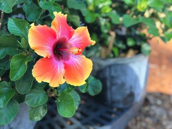 Close-up of hibiscus blooming in potted plant