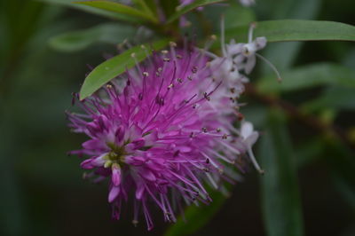 Close-up of pink flowers blooming outdoors