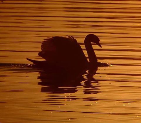 Swansilhouette