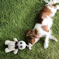 High angle view of puppy on grass