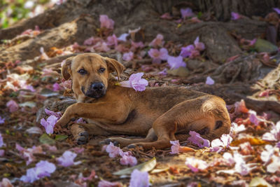 A cute brown puppy is laying down on pink flower to relax while looking at photographer 