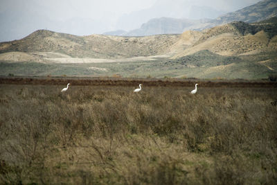 View of birds on land