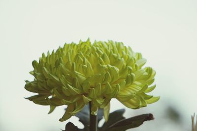 Close-up of flowering plant against white background