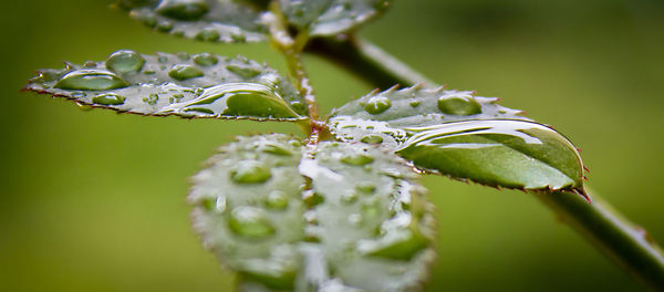 Close-up of water drops on plant