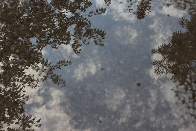 Reflection of tree in puddle on lake