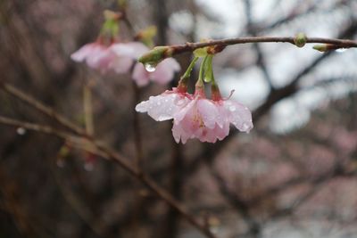 Close-up of wet pink flowers blooming outdoors