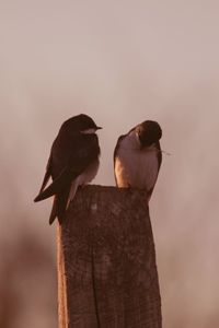 Low angle view of birds perching on wooden post