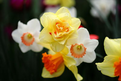 Close-up of white roses